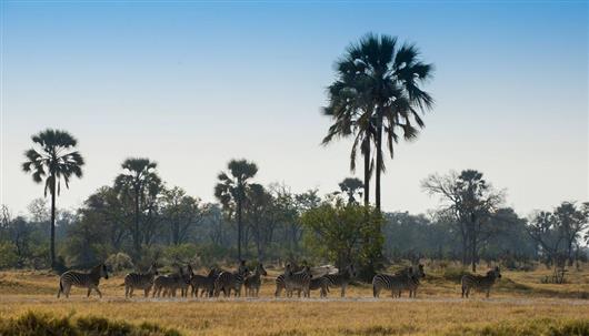 Nxabega Okavango Tented Camp